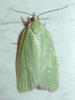 Tortrix viridana